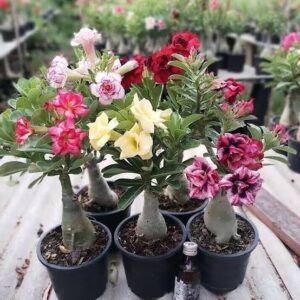 Adenium Plant, Desert Rose Plant (Any Color) – with Pot