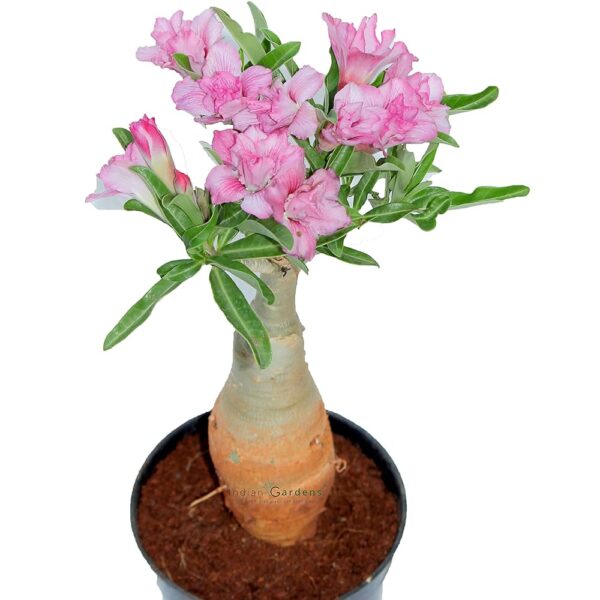 Adenium Bonsai-Style Plant – Desert Rose with Pot - Image 2