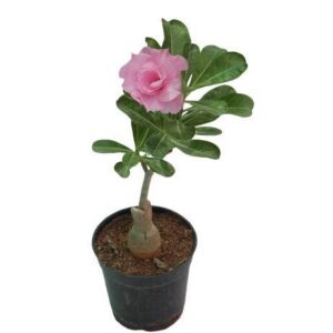 Adenium Bonsai-Style Plant – Desert Rose with Pot