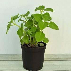 Ajwain Plant with Pot – Aromatic Medicinal Herb for Home Garden