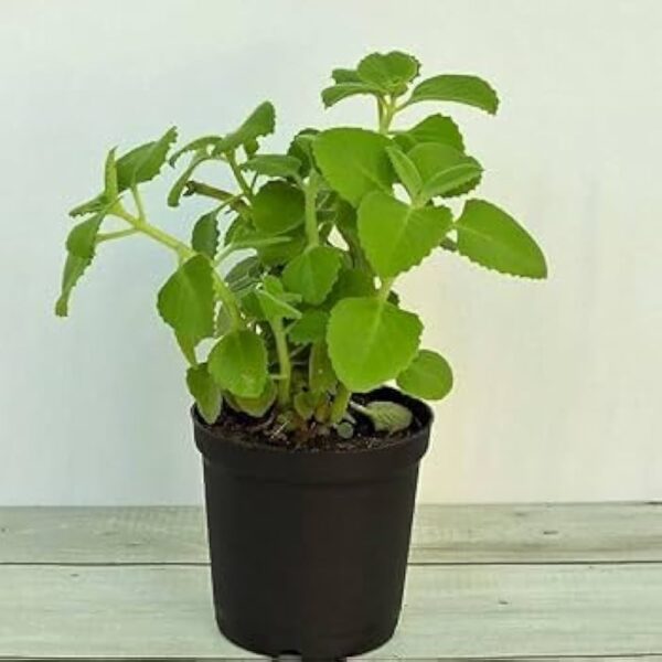 Ajwain Plant with Pot – Aromatic Medicinal Plant