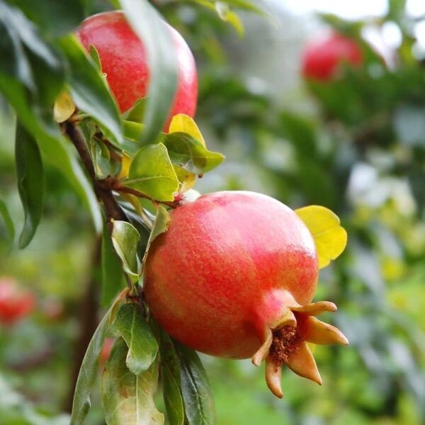 Pomegranate (Anar) Hybrid Live Fruit Plant