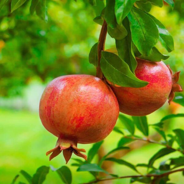 Pomegranate (Anar) Hybrid Live Fruit Plant - Image 2