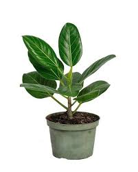 Banyan Tree (Ficus benghalensis / Bargad) Plant With Pot