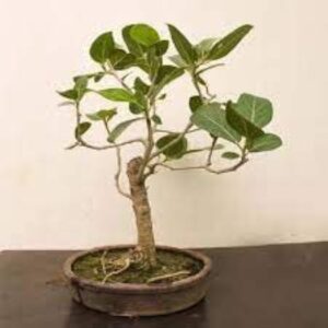Live Banyan Bonsai Tree with Clay Pot – Indoor Plant