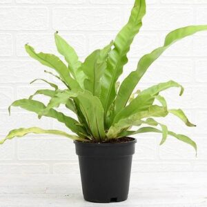 Bird’s Nest Fern (Asplenium nidus) Plant with Pot