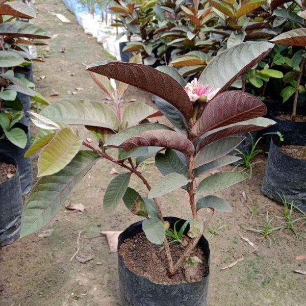 🌿 Black Guava (Kala Amrud) – Live Fruit Plant with Pot