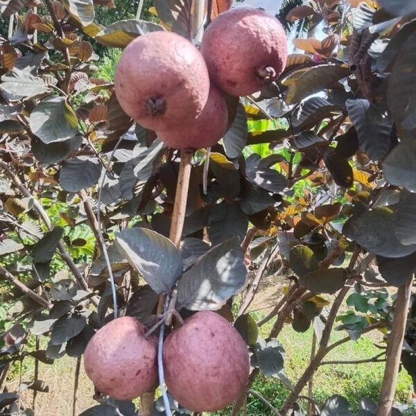 🌿 Black Guava (Kala Amrud) – Live Fruit Plant with Pot - Image 2