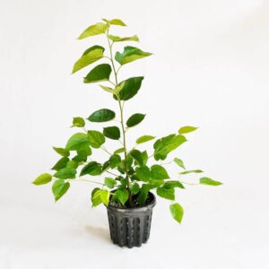 Black Mulberry (Shahtoot) Grafted Live Fruit Plant – Fast Fruiting in 5–6 Months with Pot