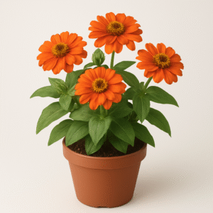 Orange Zinnia plant in pot, live flowering plant for outdoor home and garden decoration in Lucknow