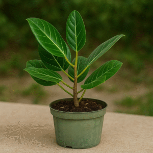 Banyan Tree (Ficus / Bargad) plant in a pot, sacred and ornamental tree for home and garden in Lucknow