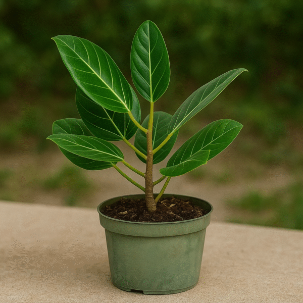 Banyan Tree (Ficus / Bargad) plant in a pot, sacred and ornamental tree for home and garden in Lucknow