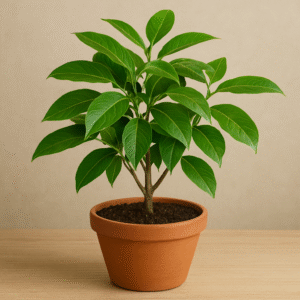 Live Cinnamon Plant (Dalchini) in a pot, aromatic spice and medicinal plant for home and garden in Lucknow