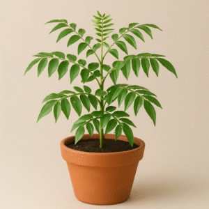 Curry Leaves (Kadi Patta / Meetha Neem) plant in a pot, fresh aromatic herb for home and kitchen garden in Lucknow