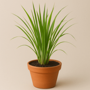 Lemongrass Plant (Cymbopogon) in a pot, fresh aromatic herb for home and garden in Lucknow