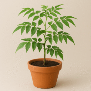 Neem Tree (Azadirachta indica) plant in a pot, healthy medicinal tree for home and garden in Lucknow