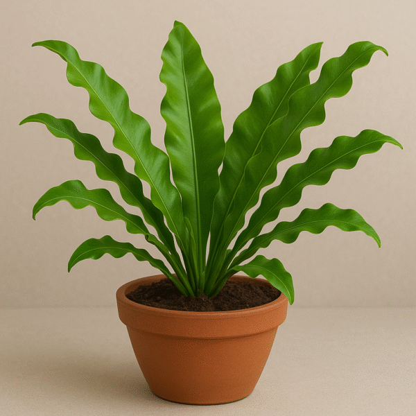 Bird’s Nest Fern (Asplenium nidus) Plant with Pot