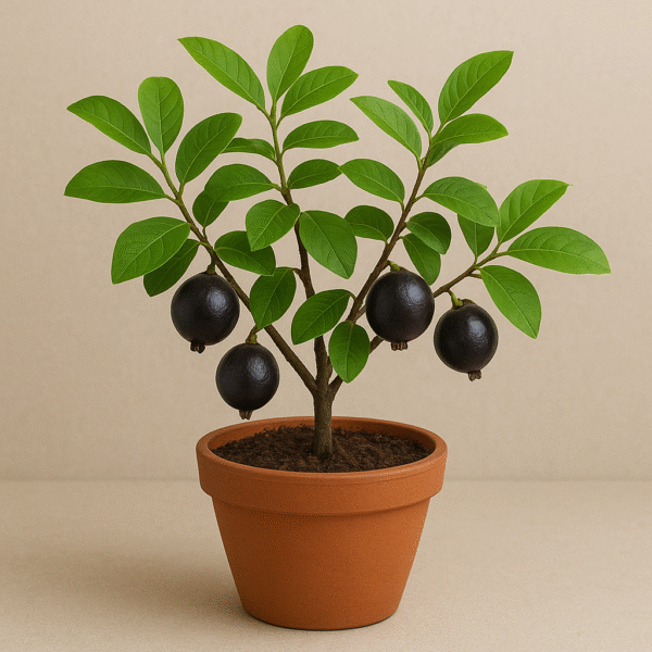 🌿 Black Guava (Kala Amrud) – Live Fruit Plant with Pot