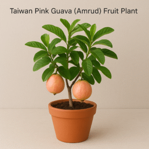 Taiwan Pink Guava (Amrud) live fruit plant with pot in Lucknow – healthy grafted guava plant for home garden, orchard, and outdoor farming.