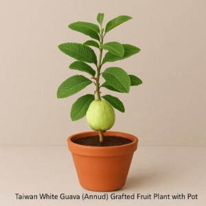 Buy Taiwan White Guava (Amrud) grafted fruit plant with pot online in Lucknow – ideal for kitchen garden and orchard
