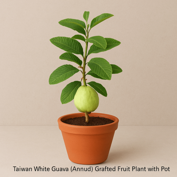 Buy Taiwan White Guava (Amrud) grafted fruit plant with pot online in Lucknow – ideal for kitchen garden and orchard
