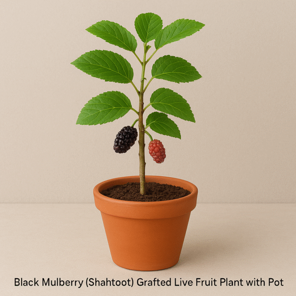 Black Mulberry (Shahtoot) Grafted Live Fruit Plant