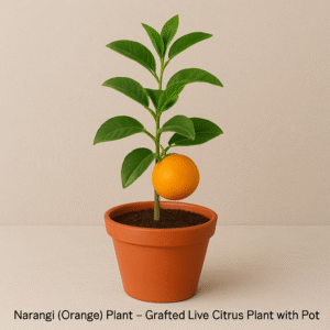 Narangi(Orange) Plant – Grafted Live Citrus Plant with Pot