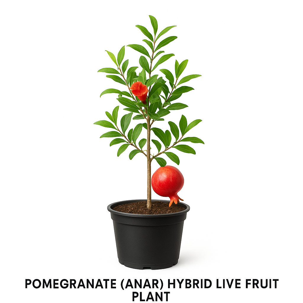 Pomegranate (Anar) Hybrid Live Fruit Plant