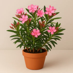 Dwarf Nerium Oleander flowering plant in pot, ornamental garden plant for home and balcony in Lucknow