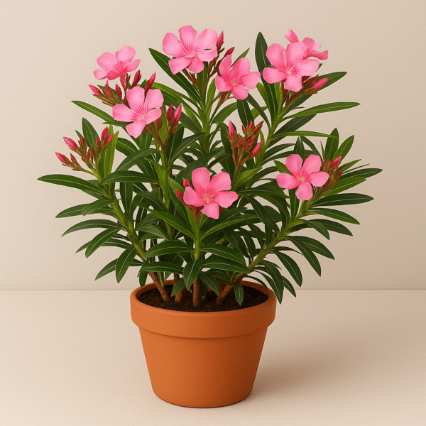 Dwarf Nerium Oleander flowering plant in pot, ornamental garden plant for home and balcony in Lucknow