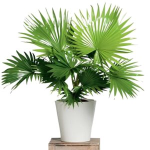 🌴 China Palm (Livistona chinensis) – Hardy Ornamental Plant with Pot