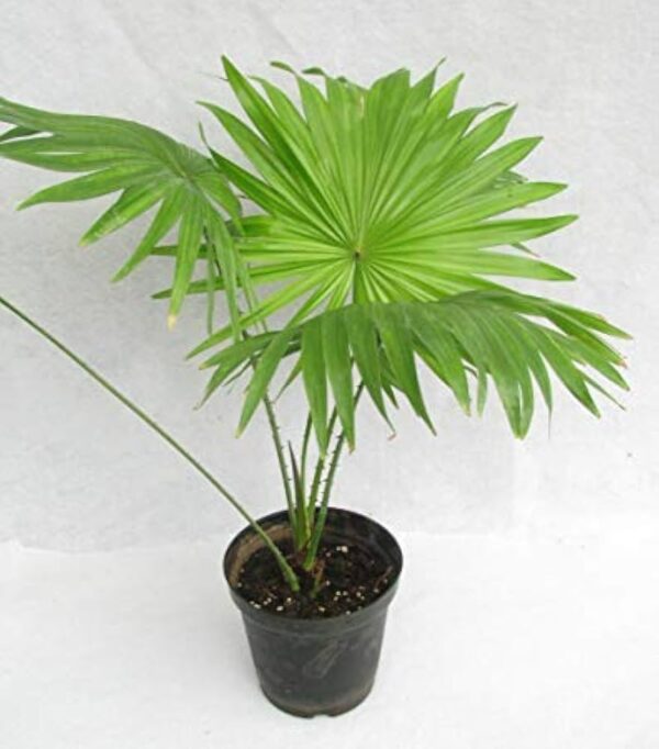China Palm  – Hardy Ornamental Plant with Pot - Image 2