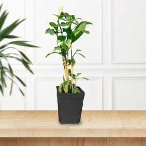 Curtain Creeper Fast-Growing Parda Bel Plant with Pot