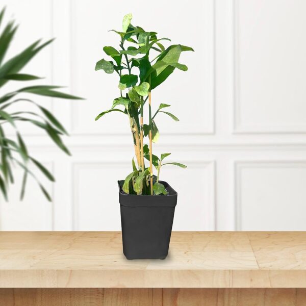 Curtain Creeper Fast-Growing Parda Bel Plant with Pot