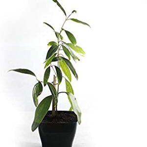 Live Cinnamon Plant (Cinnamomum verum / Dalchini) – With Pot | Healthy Spice & Medicinal Herb Plant
