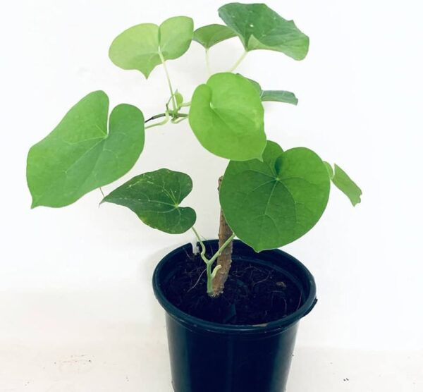 Live Giloy Plant (Tinospora cordifolia / Gulvel) – With Pot | Ayurvedic Medicinal Climber - Image 2