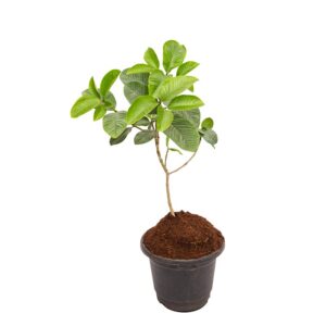 Live Asafoetida (Hing / Kayam) Plant – With Pot | Medicinal & Culinary Herb for Home Garden