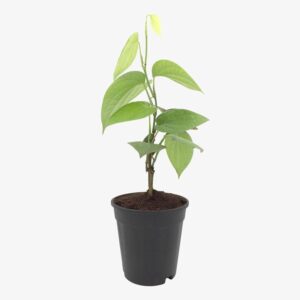 Live Black Pepper Plant (Kali Mirch) – With Pot | Aromatic Spice Vine for Home Garden