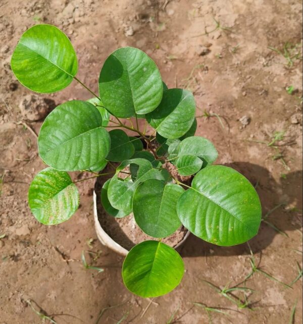 Red Sandalwood Plant With Pot | Lal Chandan Herbal Tree - Image 2