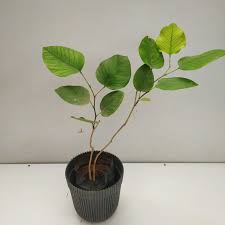 Red Sandalwood Plant With Pot | Lal Chandan Herbal Tree