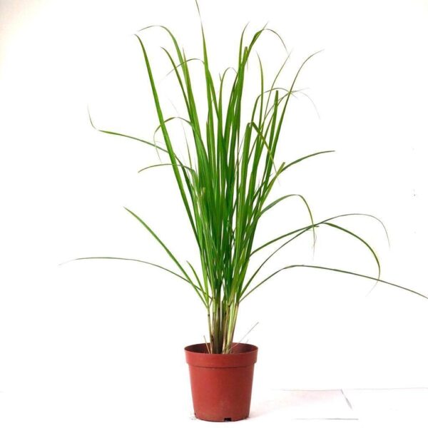 Live Lemongrass Plant (Cymbopogon) – With Pot | Aromatic & Medicinal Herb for Home Garden - Image 2