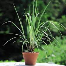 Live Lemongrass Plant (Cymbopogon) – With Pot | Aromatic & Medicinal Herb for Home Garden