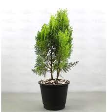 Morpankhi Plant (Thuja Compacta) – With Pot