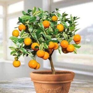 Narangi (Orange) Fruit Plant – Grafted Live Citrus Plant with Pot | TheNurseryWala Lucknow