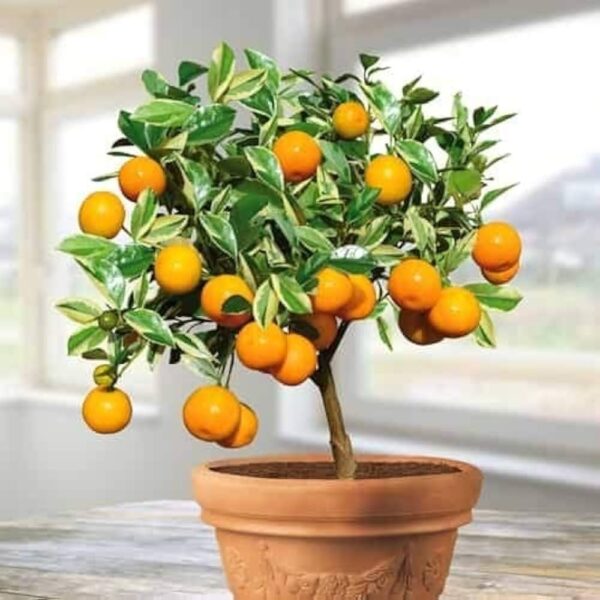 Narangi (Orange) Fruit Plant – Grafted Live Citrus Plant with Pot | TheNurseryWala Lucknow