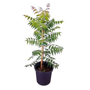 Neem Tree (Azadirachta indica) Plant – With Pot