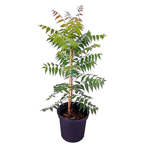 Neem Tree (Azadirachta indica) Plant – With Pot