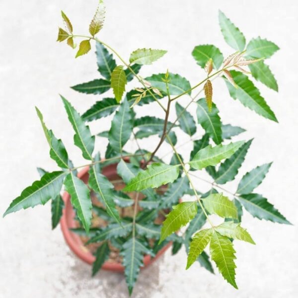 Neem Tree (Azadirachta indica) Plant – With Pot - Image 2