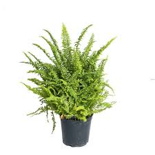 Boston Fern Green Plant with Pot