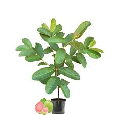 Taiwan Pink Guava (Amrud) Fruit Plant – With Pot | High-Yield Grafted Variety